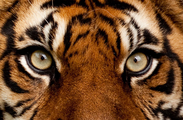 Tiger-eyes-2.jpg