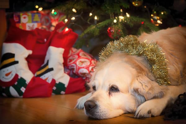 Building Christmas Memories