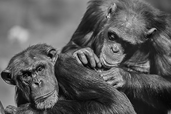 Habits of a Happy Brain