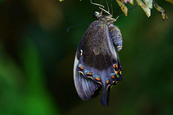 butterfly hanging upside down