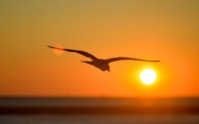 Positive interventions for optimal wellbeing: Is it possible?