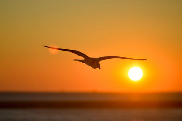 seagull flying at sunset