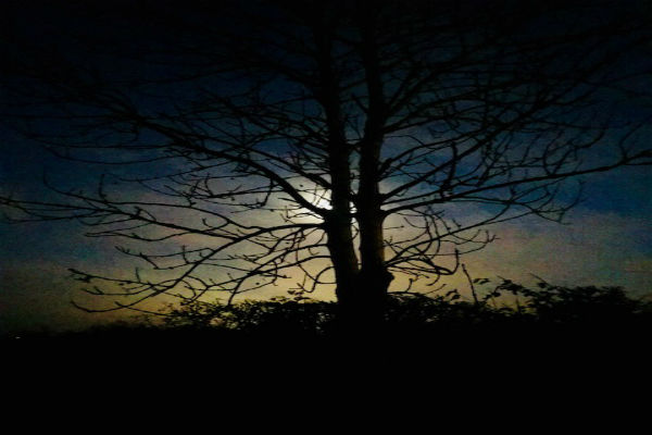 tree on a dark night