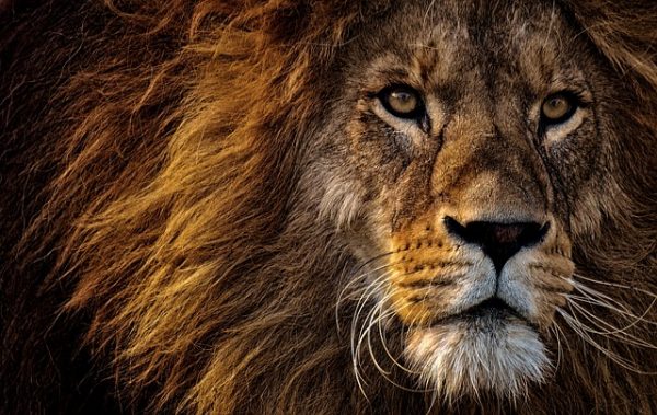 photo of lion's face, depicting courage in article for the positive psychology people
