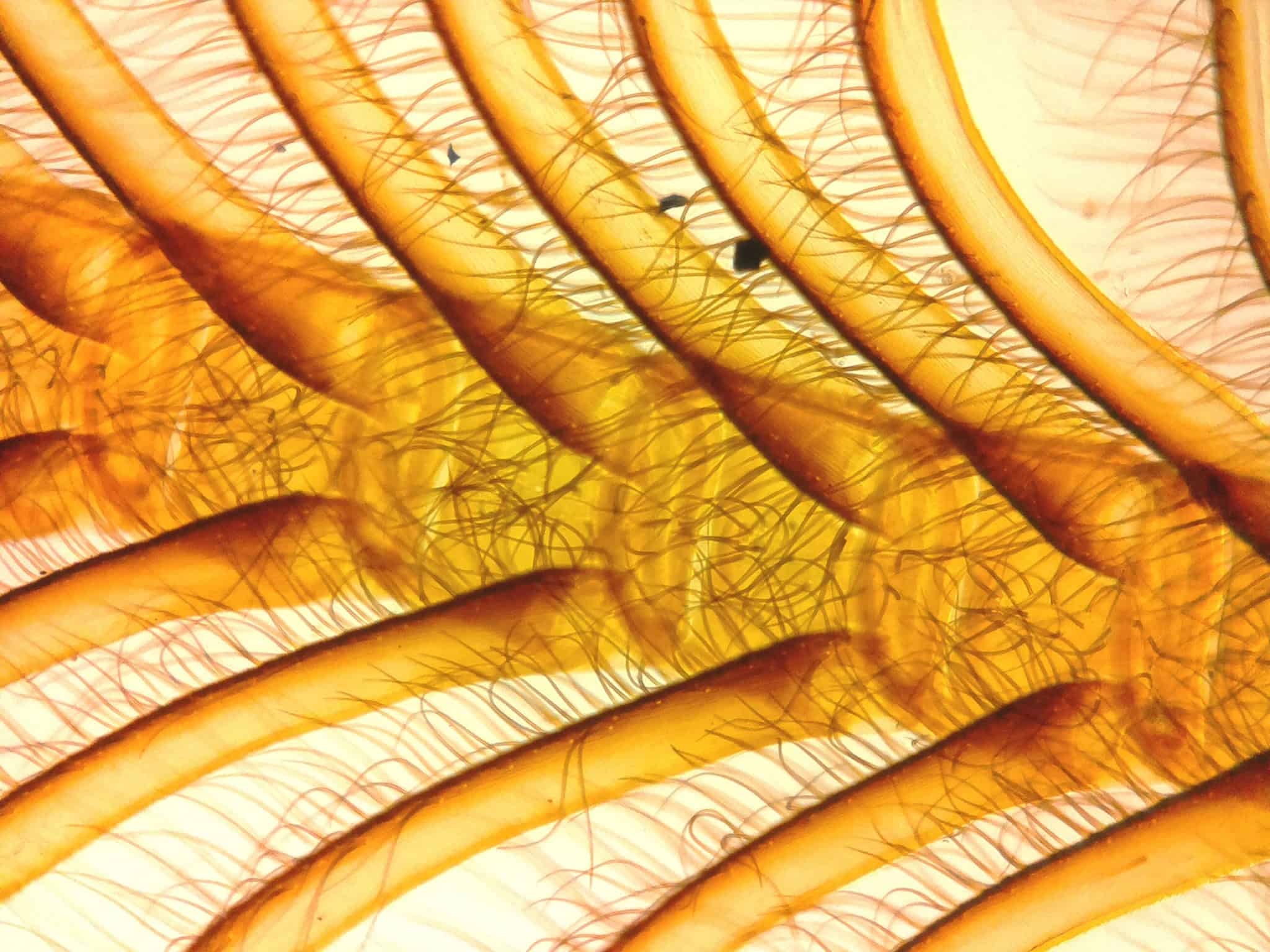 Photograph: Gypsy Moth antenna, courtesy of Iolight.uk