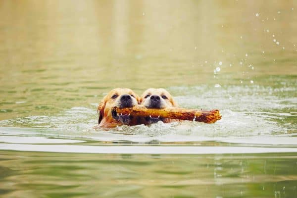 two dogs swimming holding same stick blog relationships the positive psychology people