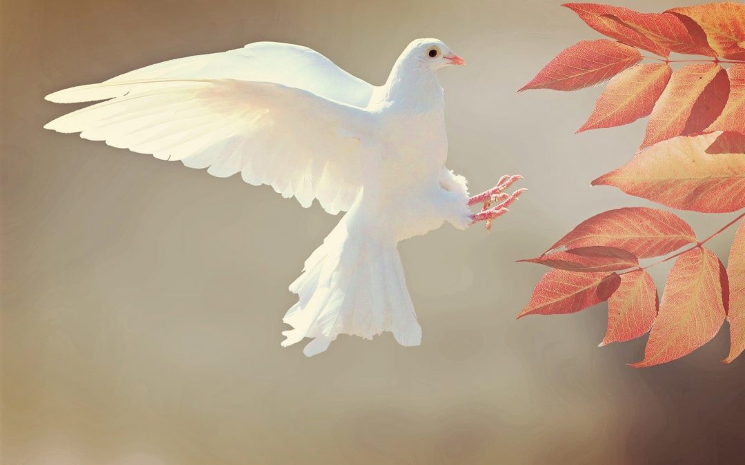 picture of dove blog the positive psychology people on forgiveness