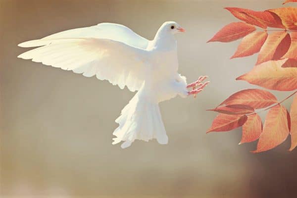 picture of dove blog the positive psychology people on forgiveness