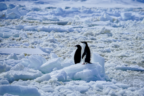 penguin couple in the snow blog for the positive psychology people website on dating