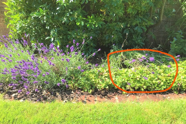 picture of lavender in garden blog for the positive psychology people on emotional support