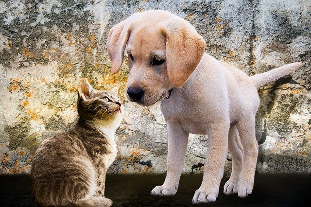 puppy and kitten showing curiosity the subject of this blog
