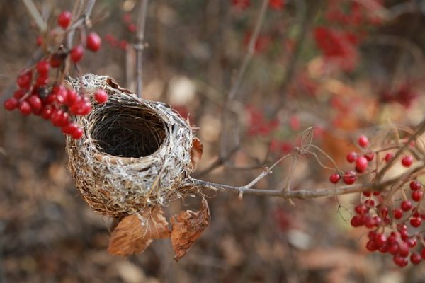 empty robin's nest