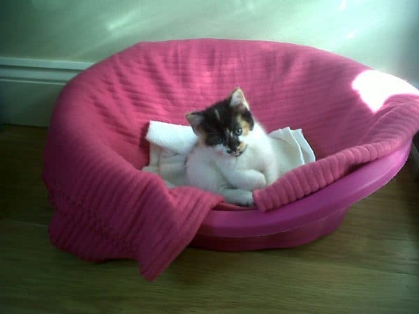 Photo of kitten