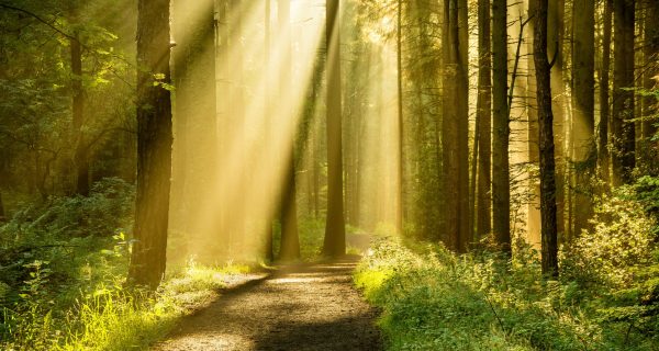 path leading through sunlit forest representing MA spirituality, ecology and mental health